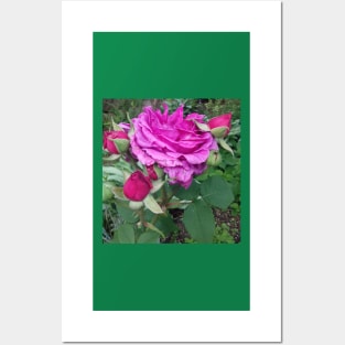 Pink roses photograph Posters and Art